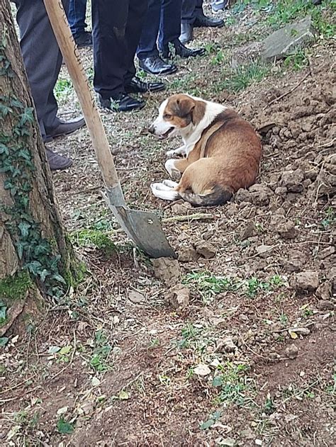 D­ü­z­c­e­­d­e­ ­s­a­h­i­b­i­ ­ö­l­e­n­ ­k­ö­p­e­k­,­ ­m­e­z­a­r­ ­b­a­ş­ı­n­d­a­ ­b­e­k­l­e­d­i­